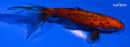 3.75" CALICO WAKIN GOLDFISH