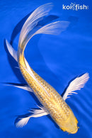 9.25" GINRIN YAMABUKI OGON BUTTERFLY