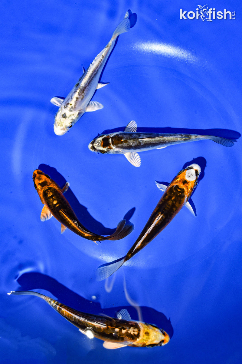 PACK OF (5) 3-4" STANDARD GHOST KOI