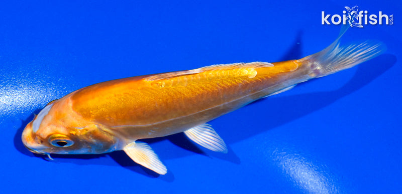 5" KIKUSUI