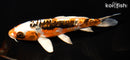 6.5" GINRIN BENI KIKOKURYU