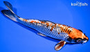 7.75" GINRIN BENI GINGA