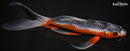 9.25" HI ASAGI BUTTERFLY