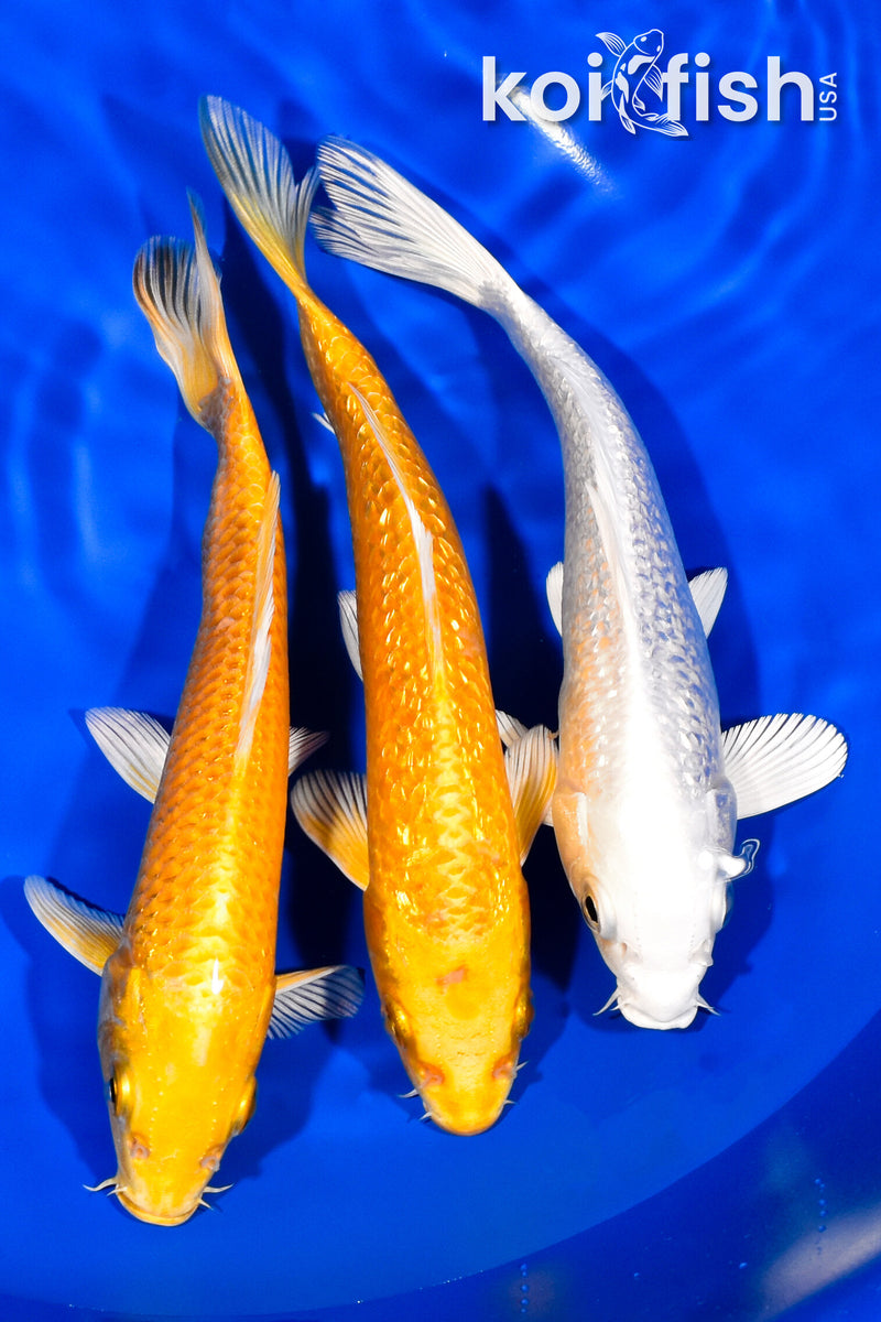 PACK OF (3) 6.75-7.25" STANDARD KOI