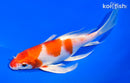 8.5" HARIWAKE BUTTERFLY