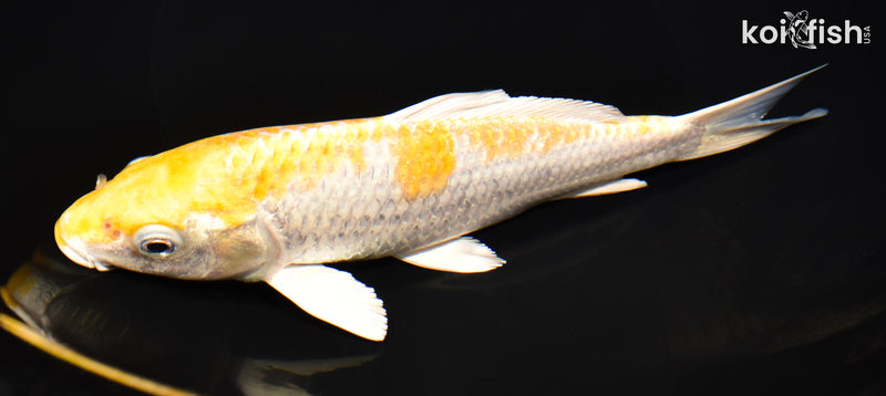 7.75" LEMON HARIWAKE