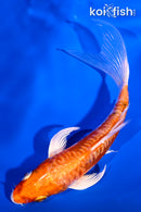 5" ARAGOKE HEISEI NISHIKI BUTTERFLY