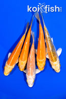 PACK OF (5) 3.5-4" STANDARD KOI