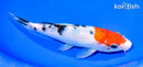 7.5" SANKE
