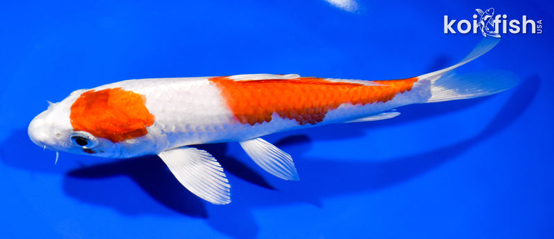 7.5" HARIWAKE