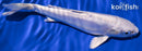 6.5" DOITSU PLATINUM OGON