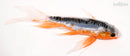 6.5" SHUSUI BUTTERFLY