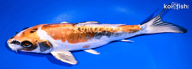 11.25" BENI KIKOKURYU