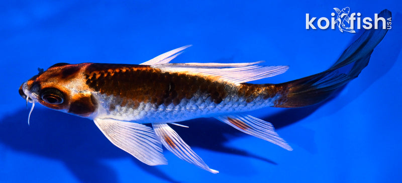 5.5" BENI GINGA BUTTERFLY