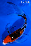 5.5" GINRIN SANKE BUTTERFLY