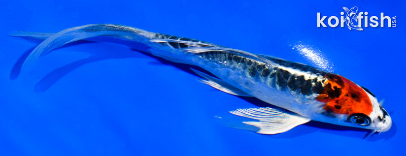 5.5" BENI KIKOKURYU BUTTERFLY