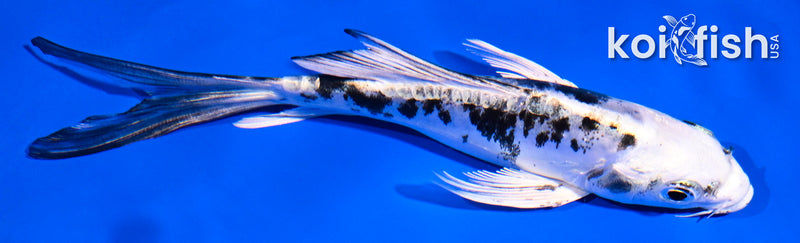 5.5" DOITSU GIN SHIRO BEKKO BUTTERFLY