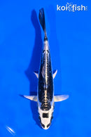 5" KIKOKURYU