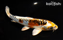 6.5" ARAGOKE KUJAKU