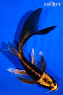 5.75" BENI KIKOKURYU BUTTERFLY