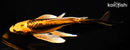 8.25" BENI KIKOKURYU BUTTERFLY
