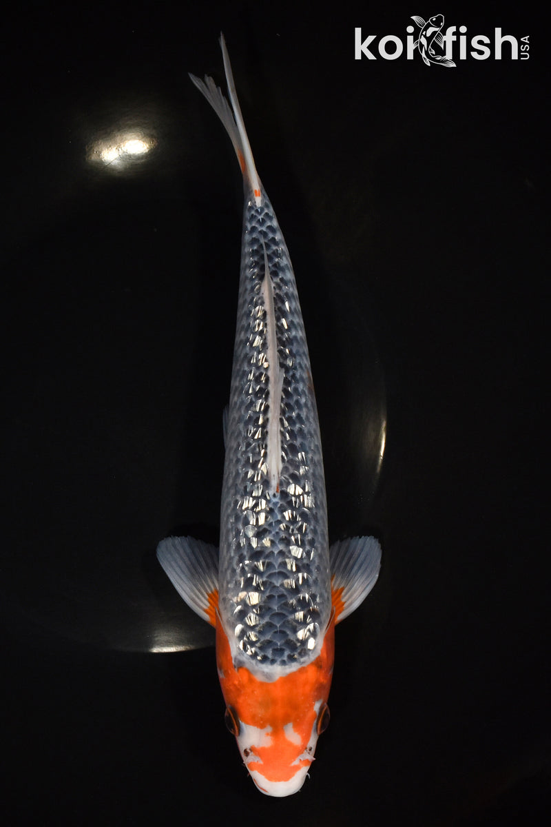 10.5" GINRIN ASAGI