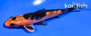 4.5" KIN HI UTSURI