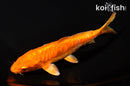 5.75" ARAGOKE ORENJI OGON