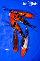 PACK OF (5) 5.5"- 6" STANDARD KOI