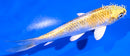 5.5" KUJAKU