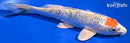 7.75" GINRIN MARUTEN YAMATO NISHIKI