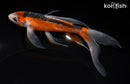 7" SHUSUI BUTTERFLY
