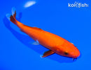 6.5" HOKAKU