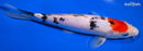 8.5" TANCHO SANKE