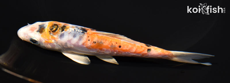 5.5" ARAGOKE HEISEI NISHIKI
