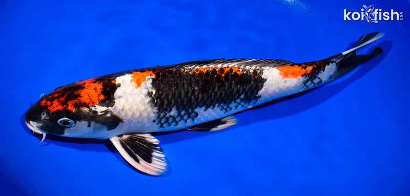 14" KIN SHOWA