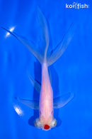 6.5" TANCHO TELESCOPE GOLDFISH