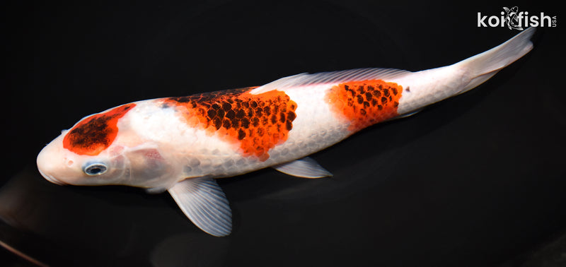 11.25" GOROMO