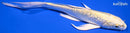 8.25" GINRIN YAMABUKI OGON BUTTERFLY