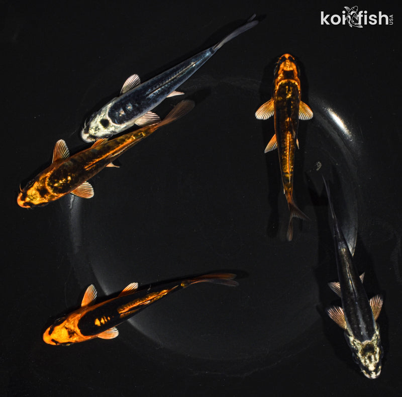 Pack of (5) 3.5-4.5" Standard Ghost Koi