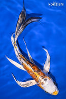 10.75" HEISEI NISHIKI BUTTERFLY