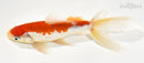 6.5" WAKIN GOLDFISH