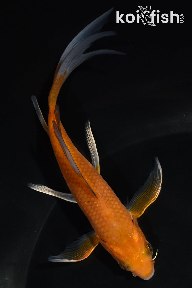 5.5" CHAGOI BUTTERFLY