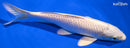 7.25" PLATINUM OGON