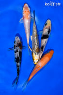 PACK OF (5) 4-4.5" STANDARD KOI