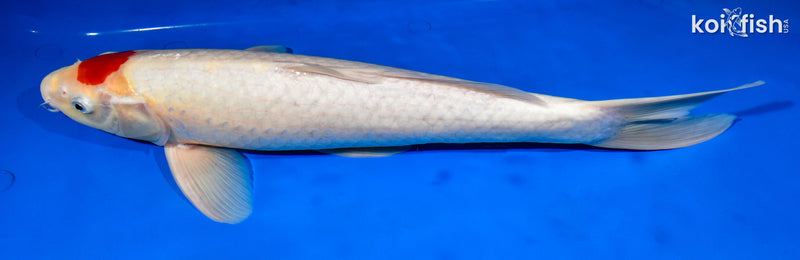 15.75" TANCHO KOHAKU