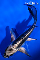 4.75" KIKOKURYU BUTTERFLY