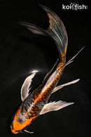 9.25" BENI KIKOKURYU BUTTERFLY