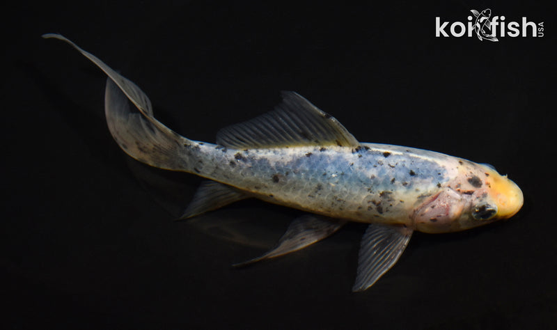 7.5" SHUBUNKIN GOLDFISH