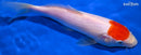8" TANCHO KOHAKU